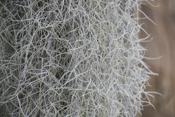 Spanish moss  background.