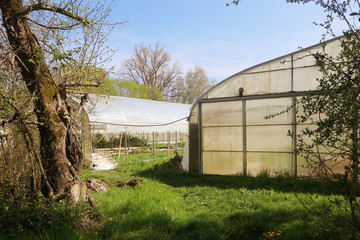   spring, flowers cultivation under transparent plastic tents