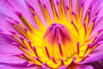 Lotus or water lily, colorful pollen of pink flower, Thailand.