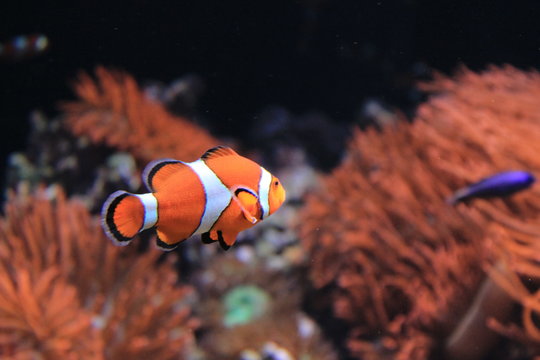 small fish