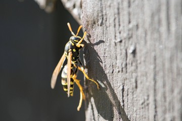 Yellow Jacket in a garden