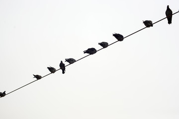 Pigeons perched on wire with sky background B&W