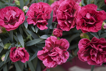 Dianthus red flowers