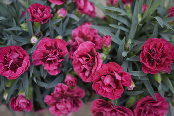 Dianthus red flowers