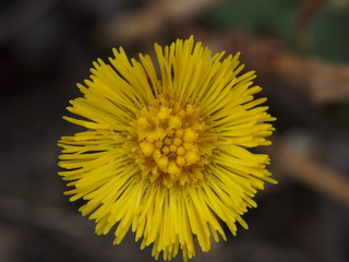 Yellow buds of coltsfoot flowers. The first spring flowers.