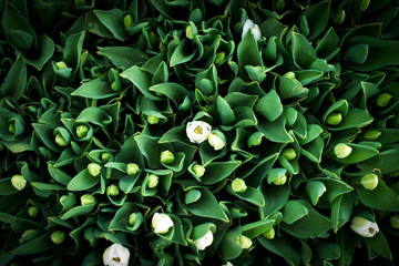 little tulips on the green background in spring