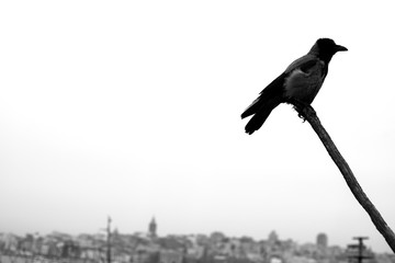 black crow on the branch on the city background