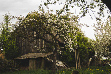 W krainie kwitnących stodół © Piotr