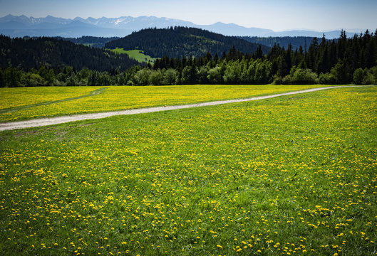 foothill meadow with dandelions