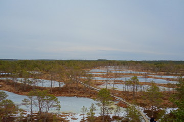 Top view of swamp in Estonia. Raised bog lakes in early springs. Viru bog nature trail. Bog boardwalk is a popular tourist destination in Lahemaa National Park.
