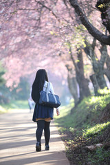 Japanese school girl dress looking sakura flower nature walkway