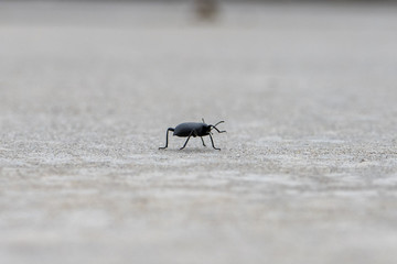 Beetle walking across the yard