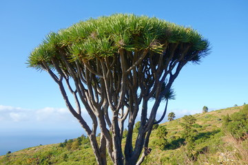 Idyllic exotic scenery with ancient dragoes and blue sky at the hiking trail to the Cuevas de...