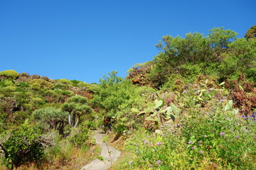 Fototapeta na wymiar Idyllic exotic scenery on a scenic sunny day with blue sky at the hiking trail to the Cuevas de Buracas (Buracas Caves) near Las Tricias and Santo Domingo at the west coast of La Palma, Canary Islands