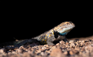 Colorful desert lizard shot at ground level in the rocks