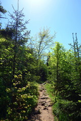 Hiking trail during spring leading to the highest mountain called Lysa Hora, Beskydy, Czech Republic