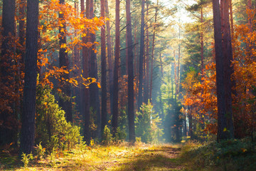 Autumn forest scene - obrazy, fototapety, plakaty