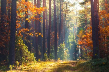 Foto auf Acrylglas Wald Herbstwaldszene