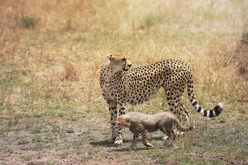 Cheetah and her little cub in Masai Mara, Kenya, Africa