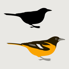 bird oriole vector illustration  flat style black