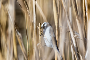 Azure Tit (Parus cyanus)