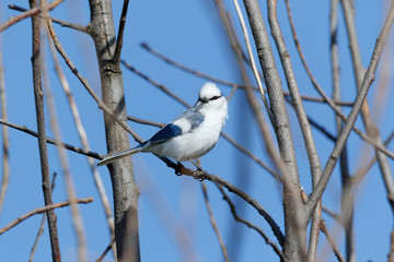 Azure Tit (Parus cyanus)