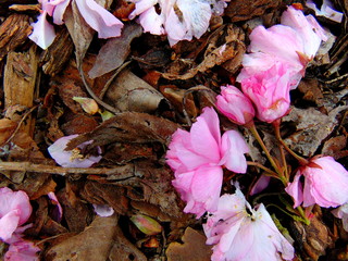 Close up of pink cherry blossom petals laying on a ground full of bark