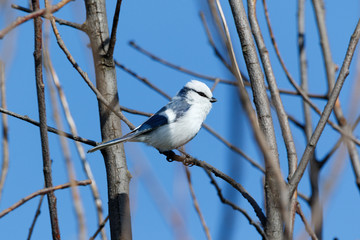 Azure Tit (Parus cyanus)