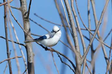 Azure Tit (Parus cyanus)