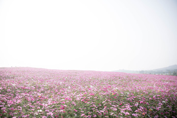 Naklejka premium Cosmos flowers background in vintage style