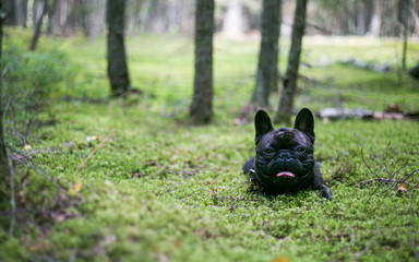 French bulldog in the woods