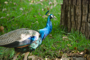 The India peafowl is walking for food on the ground