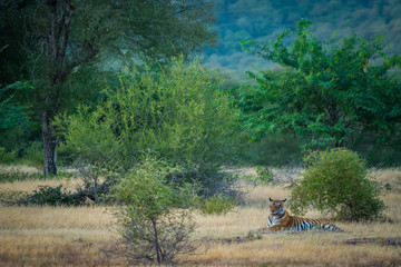 A tigress and her habitat