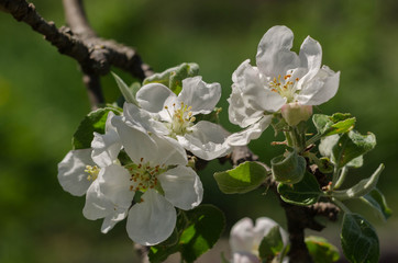 Blooming apple tree with green background