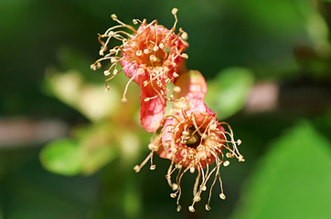 Cherry tree in the spring season, the flowers heve changed color from white to red, prominent reddish ovaries of a new berry crop