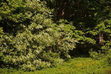 nature landscape flora forest trees trail Creek swamp bushes greenery walking oxygen air sky grass stump Creek water oxygen season autumn summer birch river glade mountain