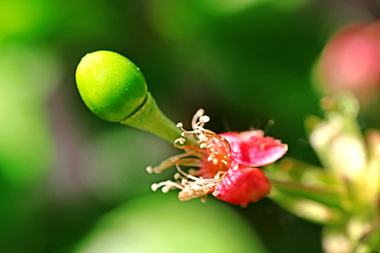 Cherry tree in the spring season, the flowers heve changed color from white to red, green berry