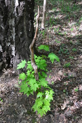 nature landscape flora forest trees trail Creek swamp bushes greenery walking oxygen air sky grass stump Creek water oxygen season autumn summer birch river glade mountain