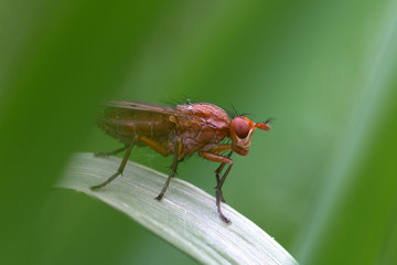 Rotbraune Fliege auf einen Grashalm
