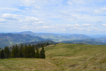 Fototapeta na wymiar Carpathians forest in May