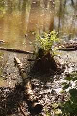 nature landscape flora forest trees trail Creek swamp bushes greenery walking oxygen air sky grass stump Creek water oxygen season autumn summer birch river glade mountain