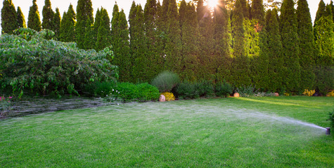 Irrigation of the green grass with sprinkler system.