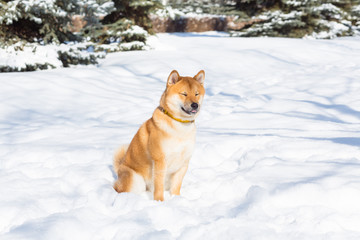 Red Shiba inu dog is playing and running in a snow park in winter