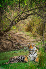 Naklejka na ściany i meble A tigress resting in beautiful surrounding