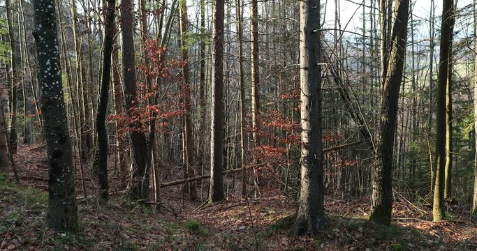 Bavarian mountain forest trees during winter season