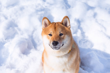 Dog breed red Shiba inu walking in winter forest, running and playing outdoors