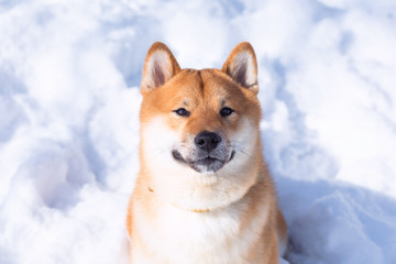 Dog breed red Shiba inu walking in winter forest, running and playing outdoors