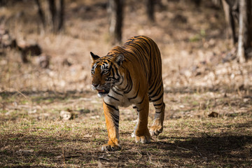 Obraz premium Beautiful tigress from Ranthambore National Park, India