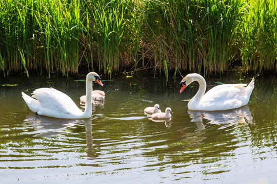 Swan family with baby chicks children kids swans.