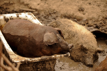 Fototapeta premium A large red pig swims in the tank on a hot summer day. The concept of organic pig rearing on a small farm.